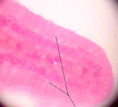 simple columnar