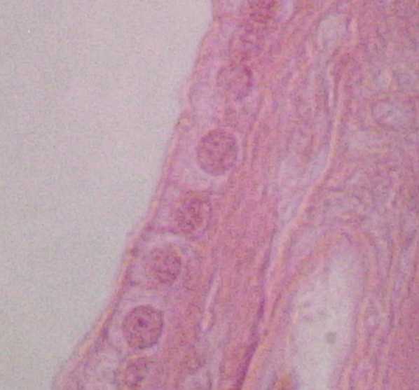 simple cuboidal