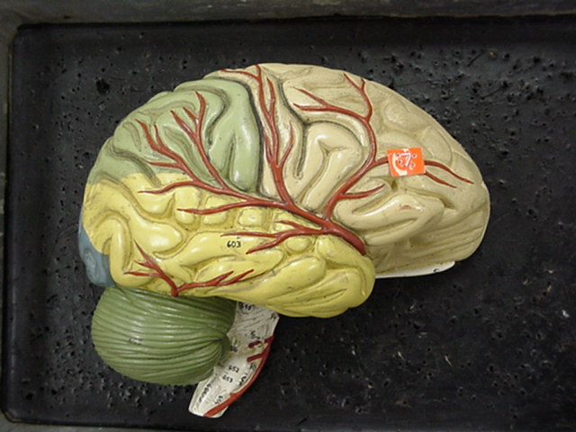 frontal lobe