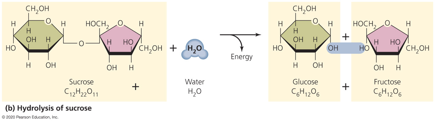 hydrolysis reaction diagram