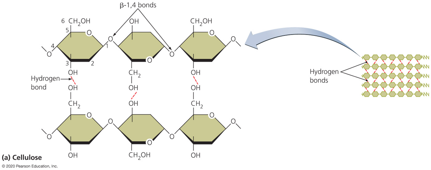 cellulose structure hydrogen bonds