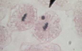 telophase