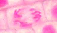 anaphase