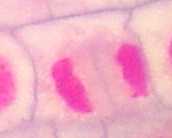 telophase