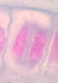 telophase