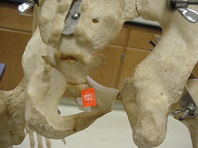 coccyx