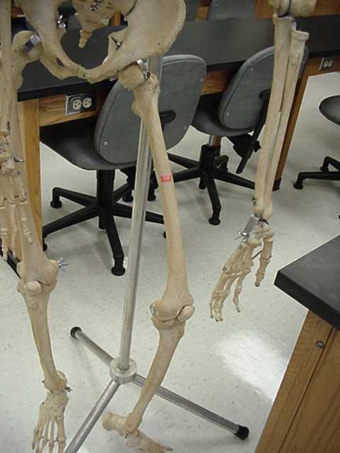 femur