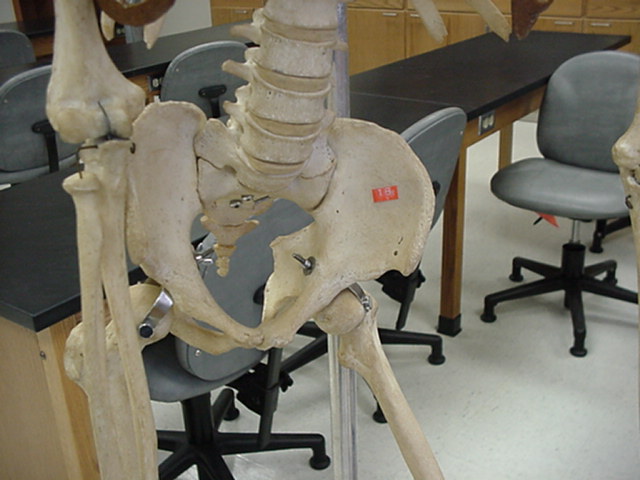 ilium of coxal bone