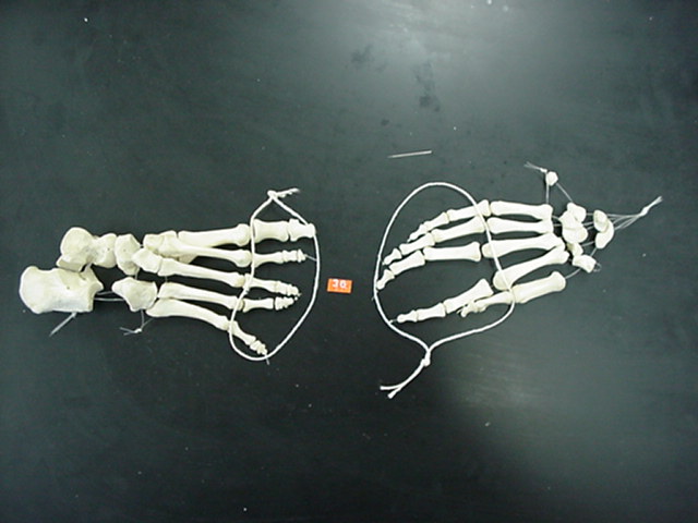 phalanges