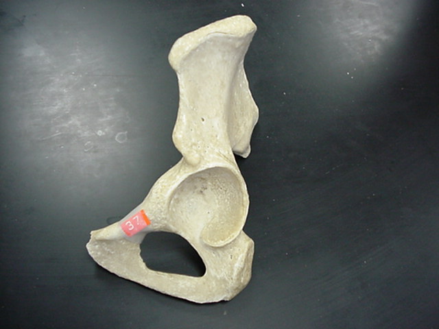 pubis of coxal bone