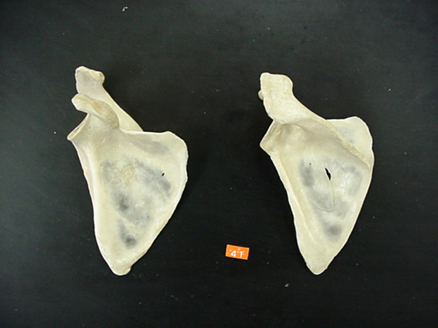 scapula