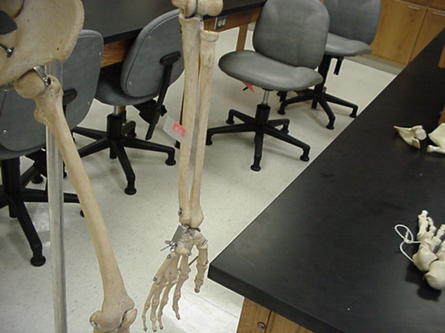ulna