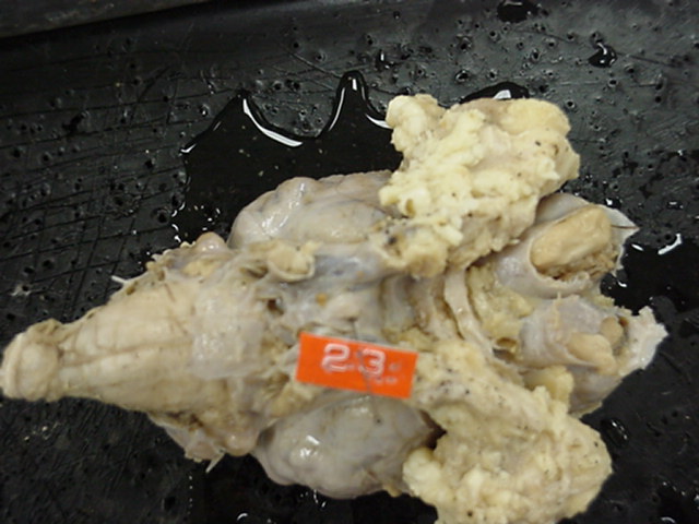 pituitary