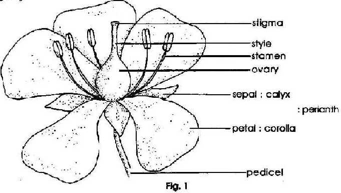 Parts of a flower
