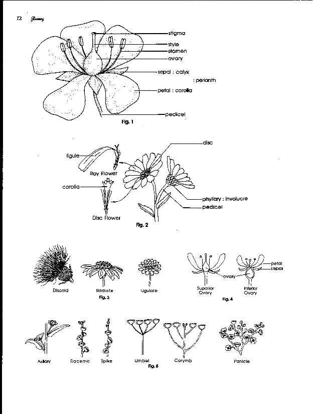 Figures 1-5, flower parts