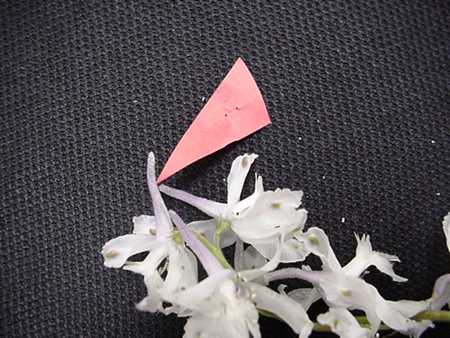 spur of the Wild Larkspur