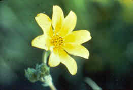 Engelmann's Daisy