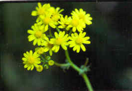 Butterweed