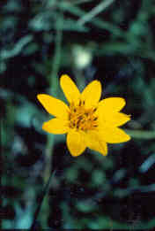 Zexmenia