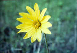 Rosinweed