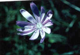 Skeleton Plant