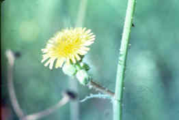 Sow Thistle