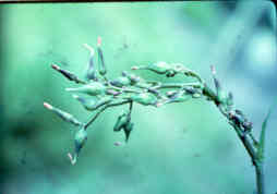 Wild Lettuce