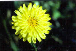Texas Dandelion