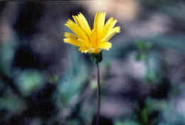 Dwarf Dandelion