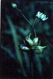 Wild Onion