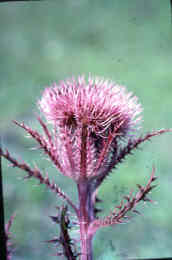 Bull Thistle