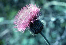 Texas Thistle