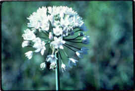Drummond Wild Onion