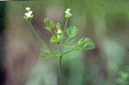 Chervil