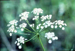 Marsh Parsley