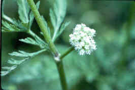 Hedge Parsley
