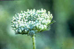 Rattlesnake Weed