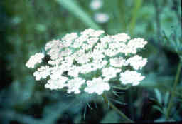 Queen Anne's Lace
