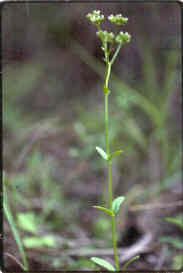 Cornsalad