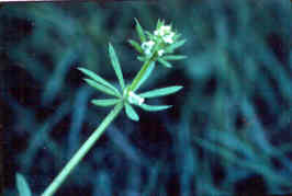 Bedstraw