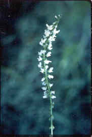 White Sweetclover
