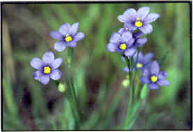 Blue-Eyed Grass