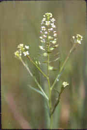 Peppergrass