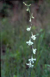 Wild Larkspur