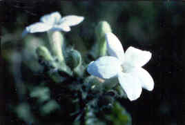 Bullnettle