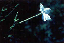 Wild Tobacco
