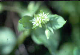 Chickweed