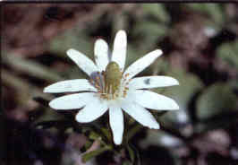 Windflower