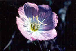 Pink Evening Primrose