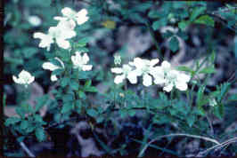Dewberry